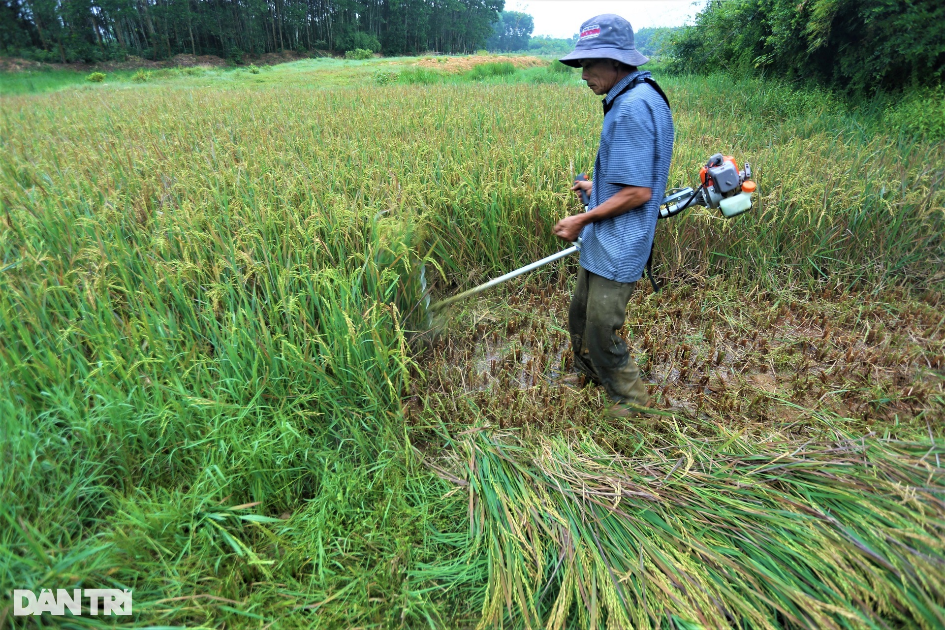 Cách thu hoạch lúa độc đáo ở nơi máy gặt đập cũng phải &quot;chào thua&quot; - Ảnh 5.