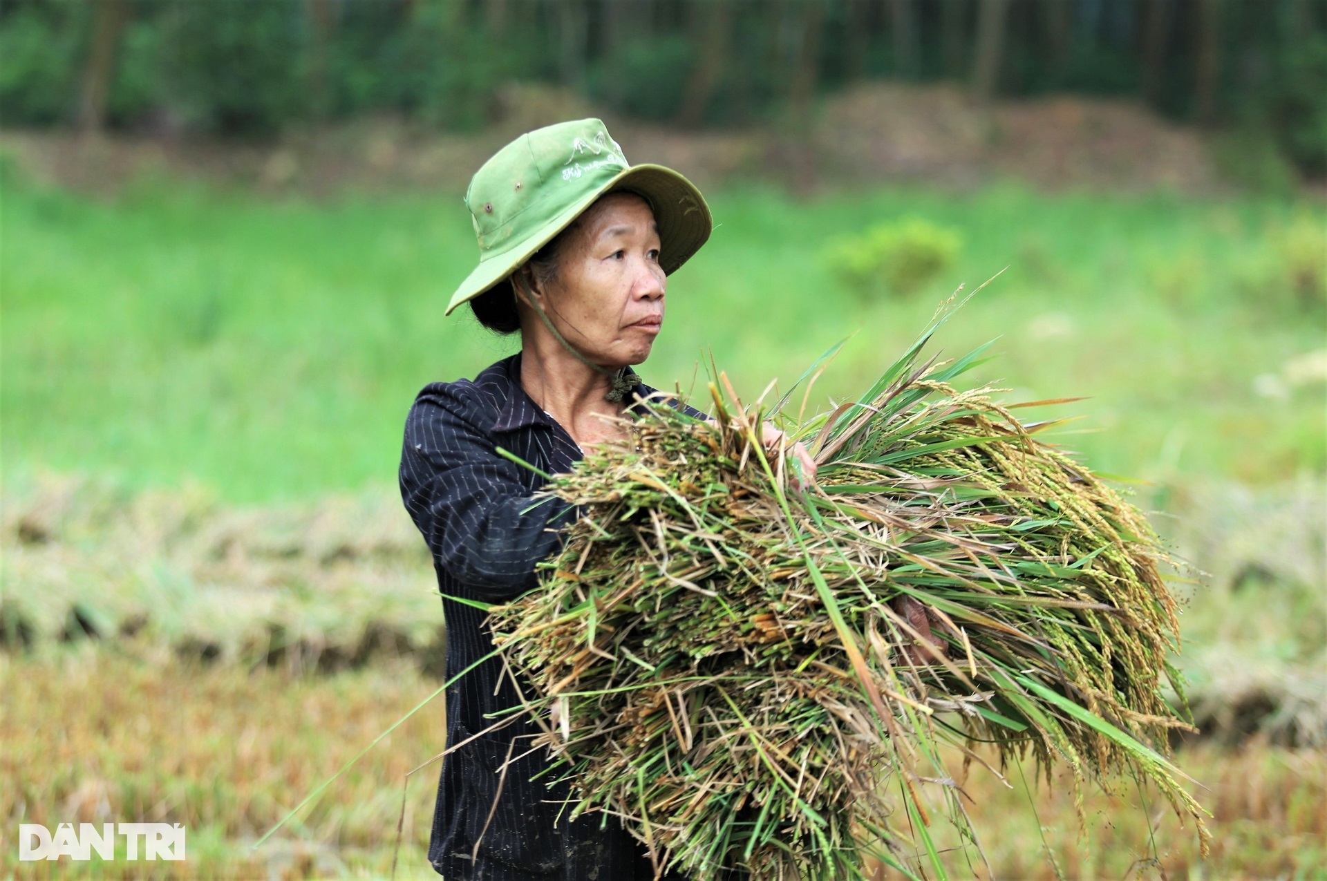 Cách thu hoạch lúa độc đáo ở nơi máy gặt đập cũng phải &quot;chào thua&quot; - Ảnh 8.