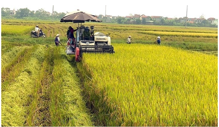 Nguồn cung giảm, giá gạo xuất khẩu Việt Nam tăng vọt lên mức 423 USD/tấn - Ảnh 1.