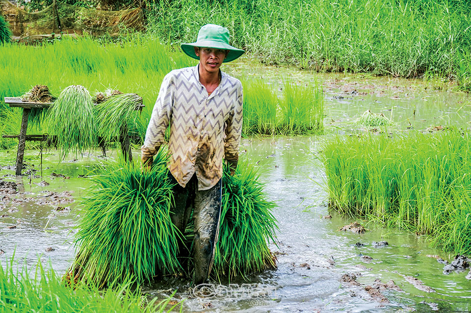 Nhổ mạ cao cả mét mang cấy đồng nước sâu, sau đó nông dân Cà Mau tuyệt đối không dùng thuốc trừ sâu - Ảnh 2.