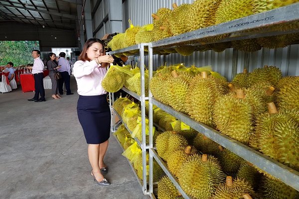 Lô sầu riêng chính ngạch đầu tiên của Việt Nam vào Trung Quốc - Ảnh 1.