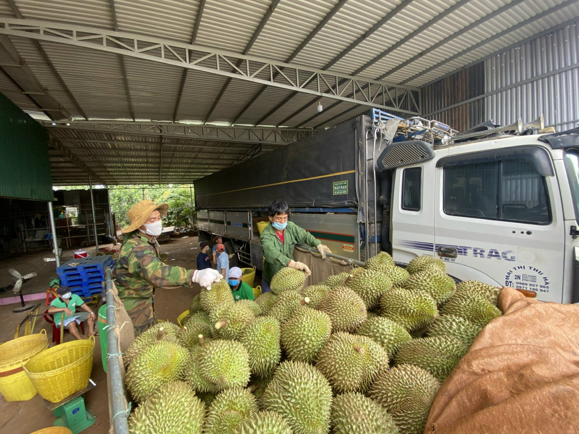 Trung Quốc sắp mở cửa cho loại trái cây 'vua' của một nước Đông Nam Á, Việt Nam cần chú ý điều gì?- Ảnh 1.