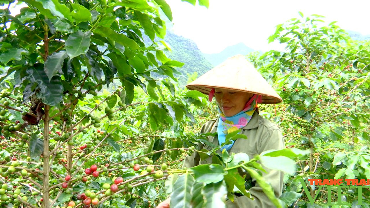 Sơn La: Nụ cười trên những nương cà phê - Ảnh 2.