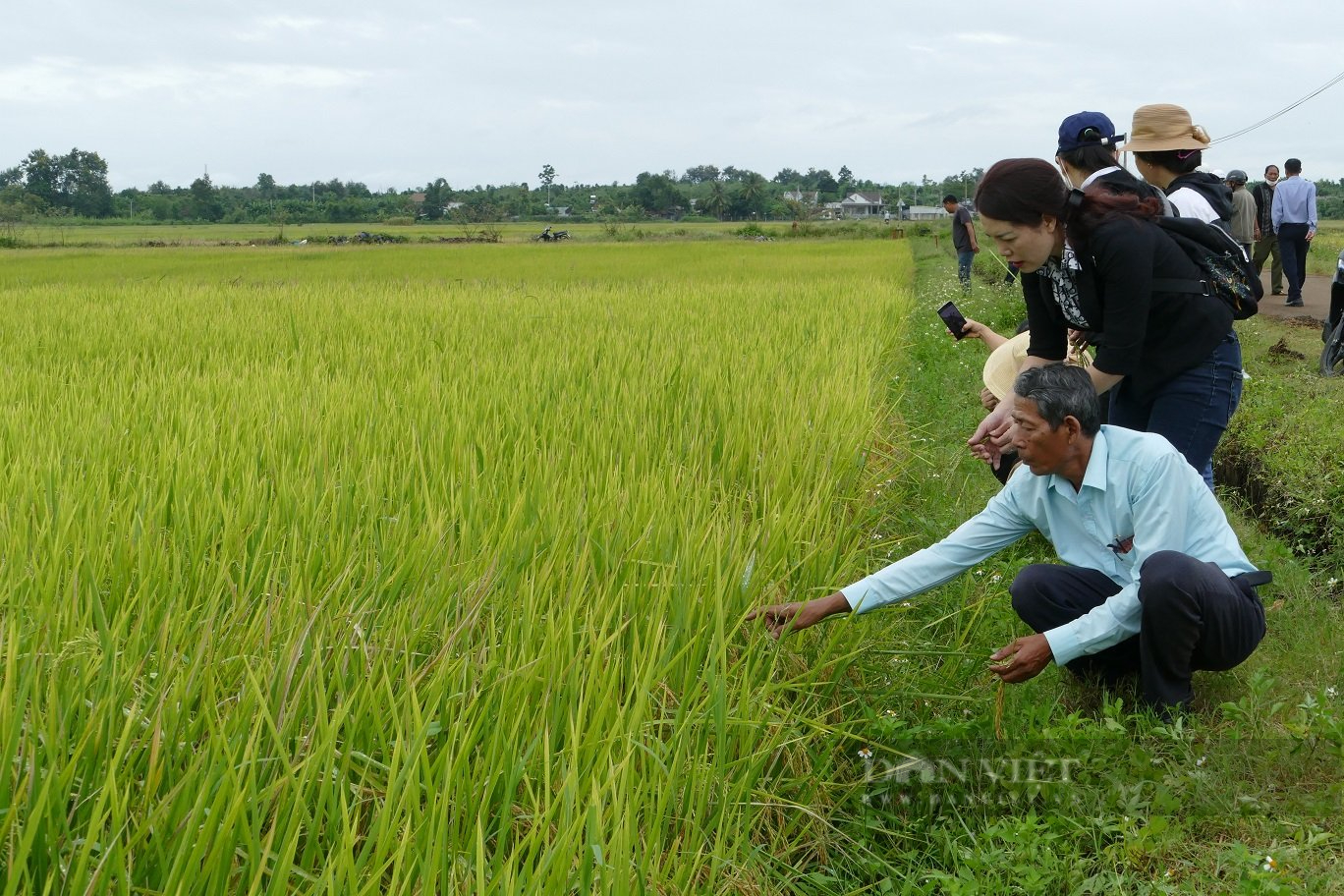 Đắk Lắk: Đánh giá mô hình thử nghiệm giống lúa ST25 vụ hè thu 2022 - Ảnh 2.