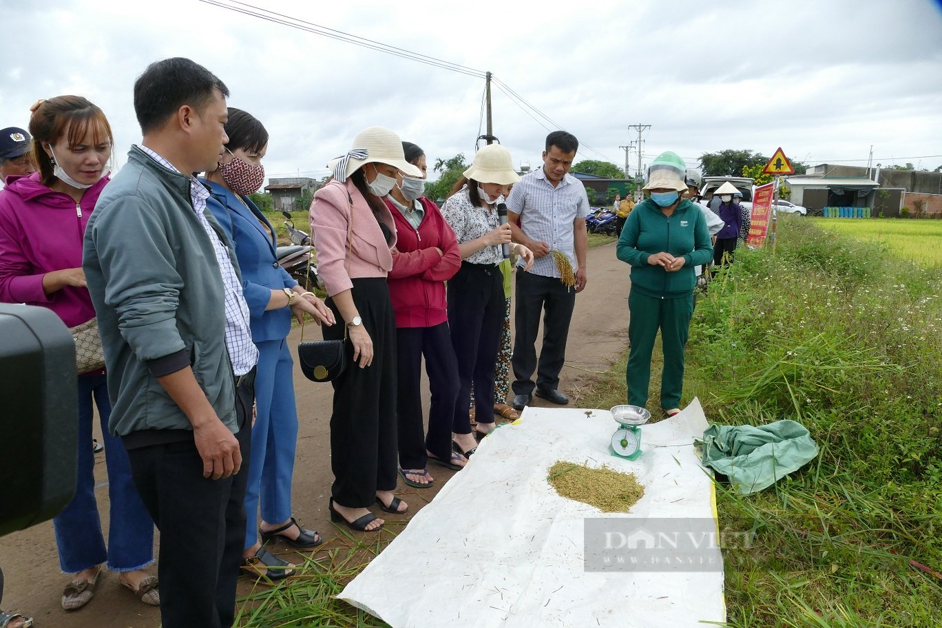 Đắk Lắk: Đánh giá mô hình thử nghiệm giống lúa ST25 vụ hè thu 2022 - Ảnh 3.