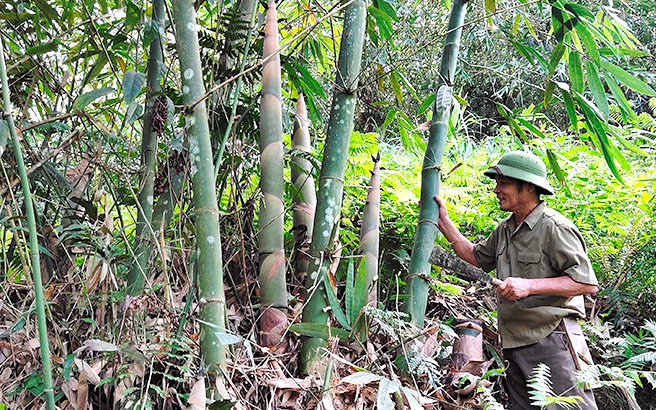 Bẻ thứ "rau đặc sản" mọc thành mầm mập mạp này, nông dân của một xã ở Yên Bái bán ra tới hơn 21.000 tấn