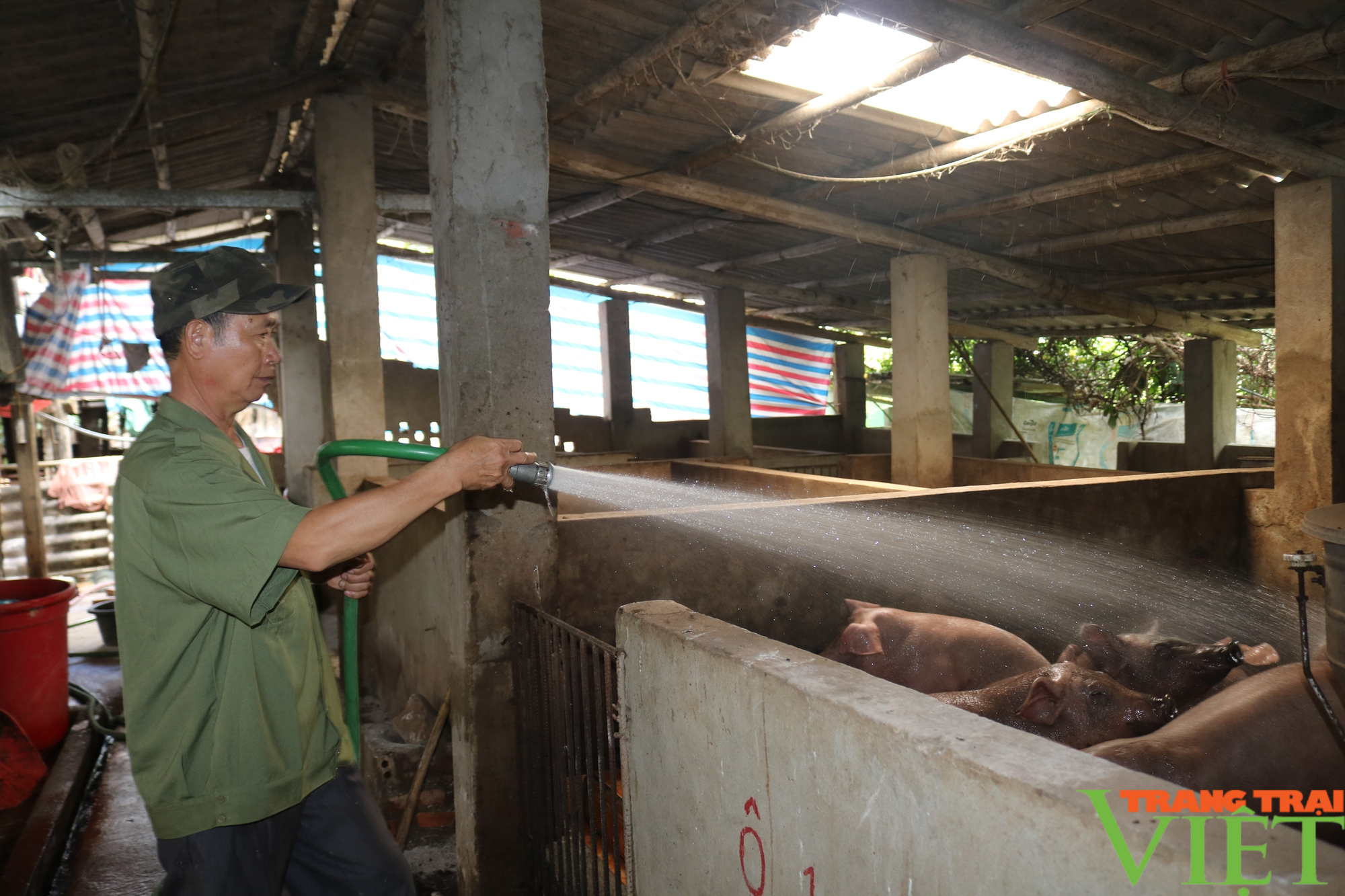 Lão nông làm giàu từ nuôi lợn ở Sơn La - Ảnh 2.