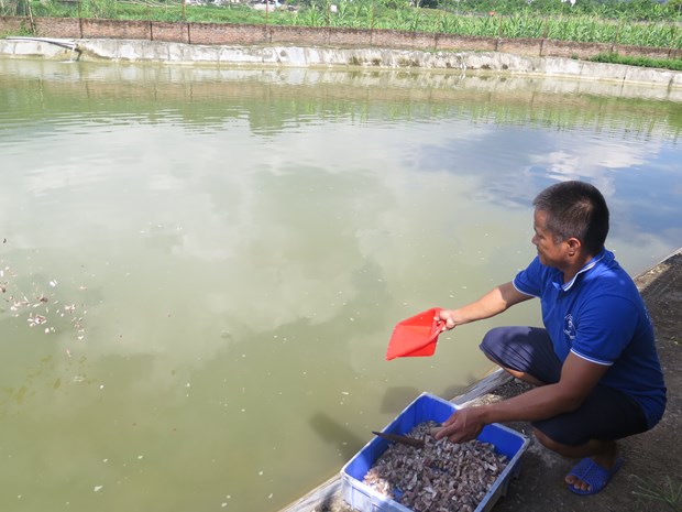 Thuần hóa thành công loài cá quất quý hiếm, anh nông dân Lào Cai bắt lên khỏi ao bán giá 600-650.000 đồng/kg - Ảnh 3.