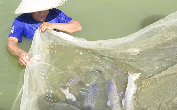 Thuần hóa thành công loài cá quất quý hiếm, anh nông dân Lào Cai bắt lên khỏi ao bán giá 600-650.000 đồng/kg