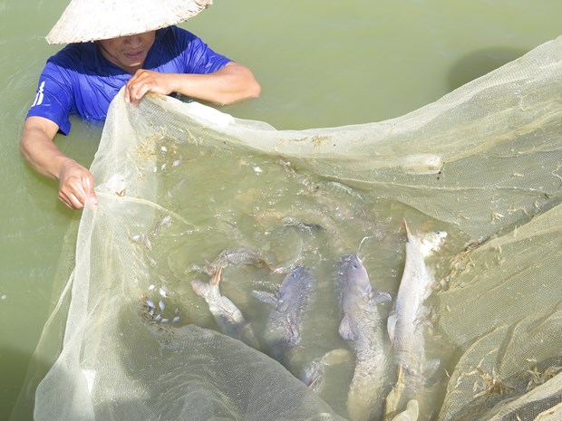 Thuần hóa thành công loài cá quất quý hiếm, anh nông dân Lào Cai bắt lên khỏi ao bán giá 600-650.000 đồng/kg - Ảnh 6.