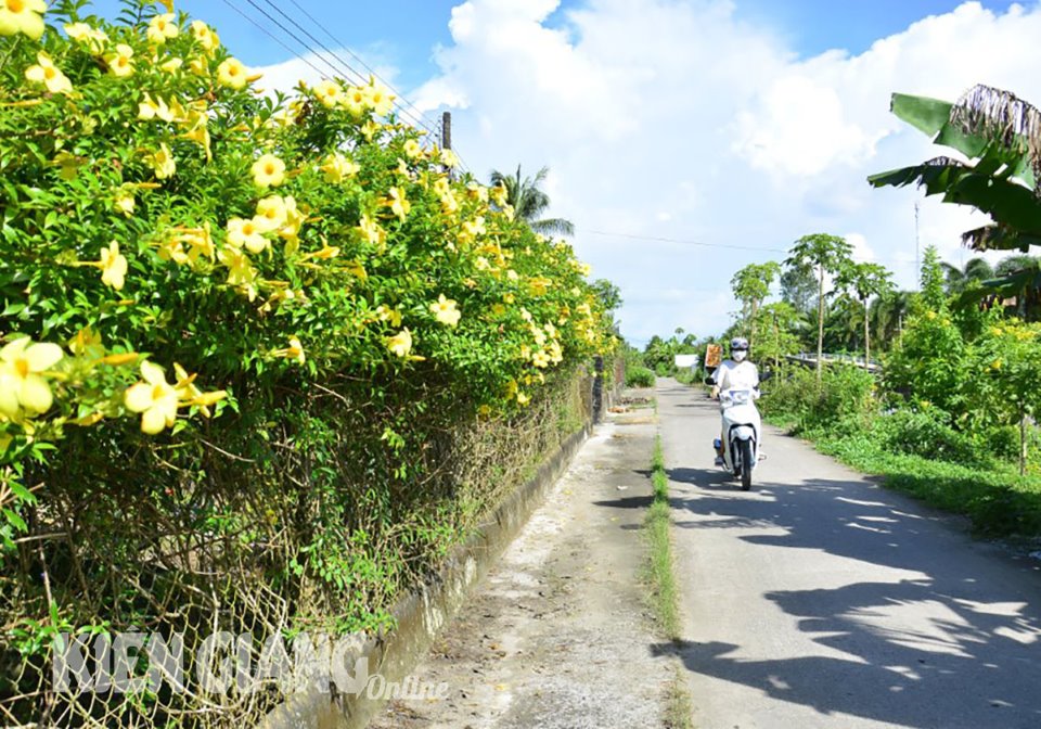 Đường nông thôn mới 2 trồng cây bông trang, huỳnh anh, mai chiếu thủy ở Kiên Giang, ai cũng trầm trồ - Ảnh 5.