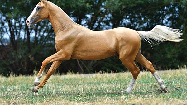 Giống ngựa quý hiếm có mồ hôi đỏ như máu - Ảnh 5.