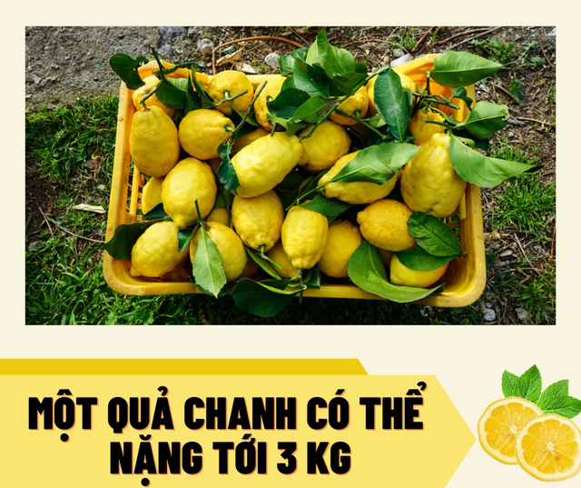 Cách làm du lịch độc đáo của một thị trấn trồng chanh ở miền nam nước Ý - Ảnh 3.