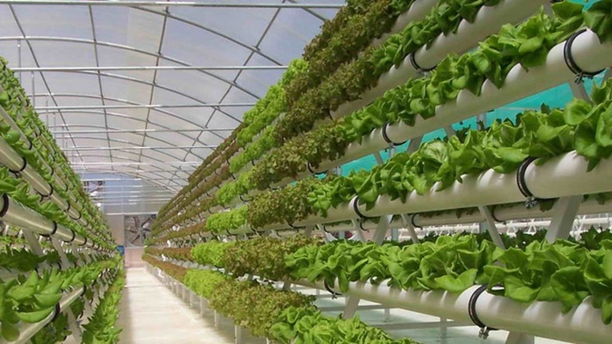 Hà Lan: Giá năng lượng tăng cao, nghề trồng rau nhà kính phải chuyển đổi - Ảnh 1.