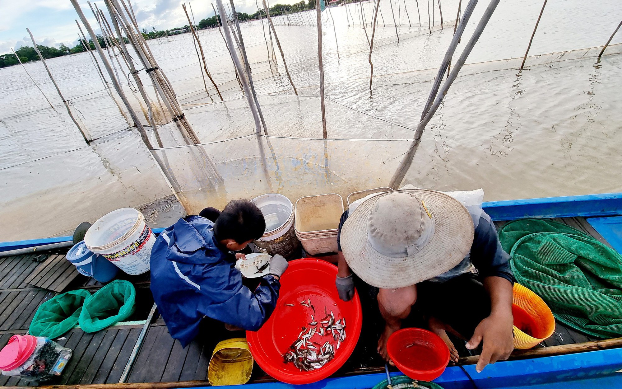 Mùa nước nổi miền Tây, lũ về là mừng, theo chân dân đầu nguồn An Giang đánh bắt cá đồng