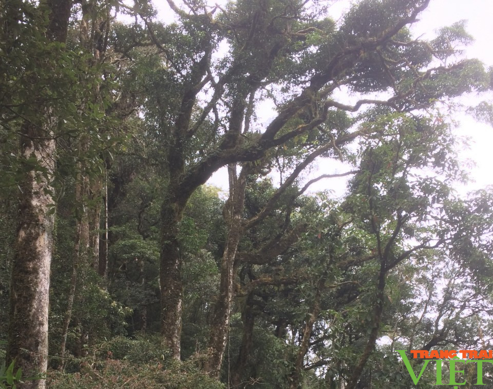 Tăng cường công tác quản lý, bảo vệ rừng và bảo tồn đa dạng sinh học ở Sơn La - Ảnh 4.
