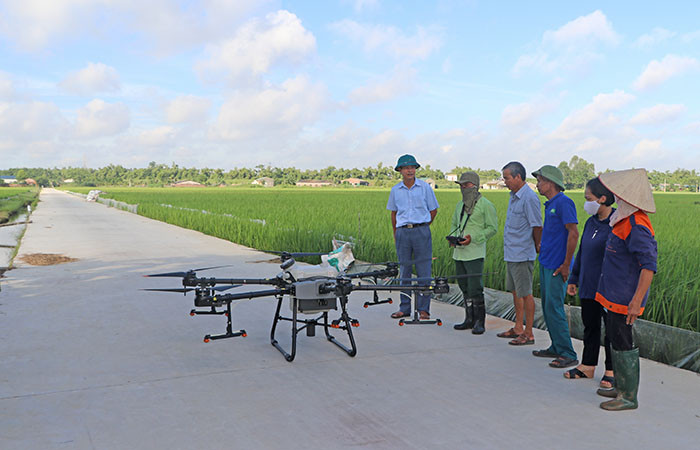 Sử dụng thiết bị bay trong sản xuất nông nghiệp, nông dân Hải Dương thu lợi kép - Ảnh 1.