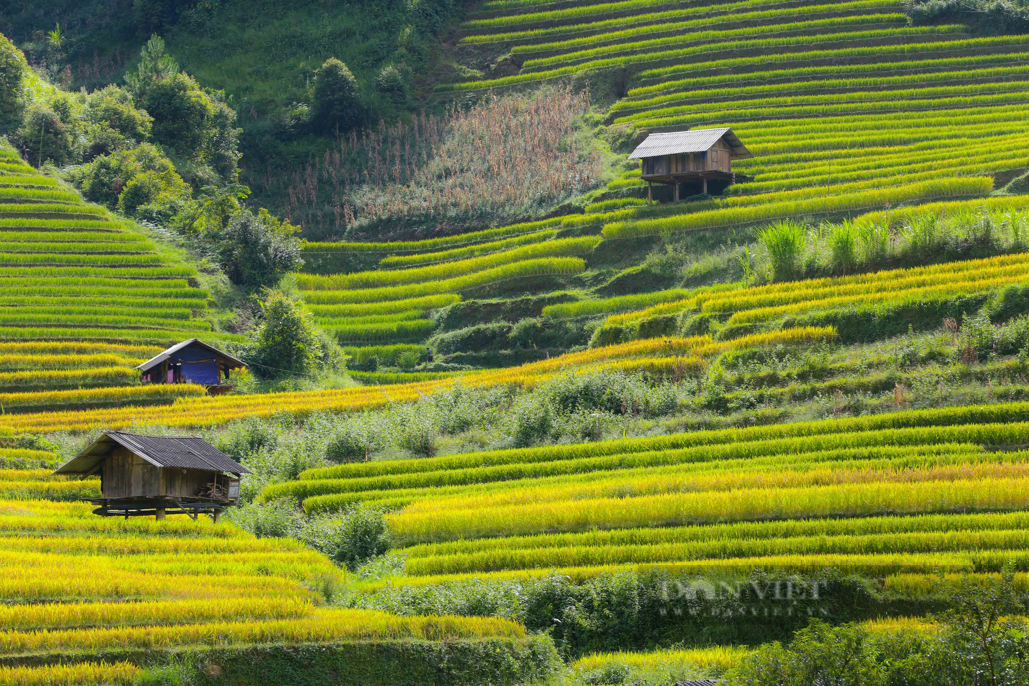 Chiêm ngưỡng vẻ đẹp của Mù Căng Chải vào mùa lúa chín - Ảnh 2.