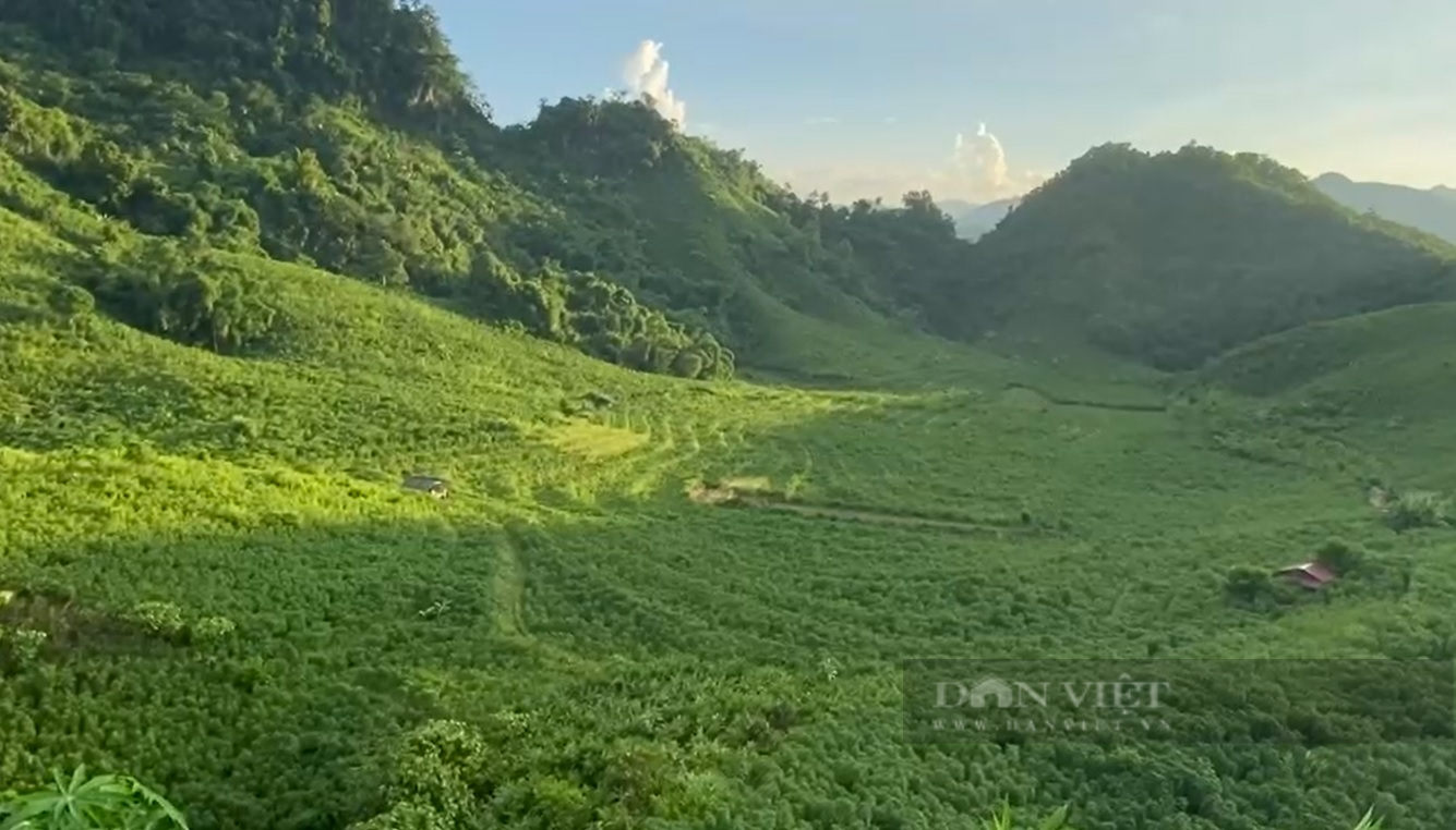 Nhờ trồng thứ cây lương thực này mà người dân vùng thấp Lai Châu thoát nghèo - Ảnh 2.