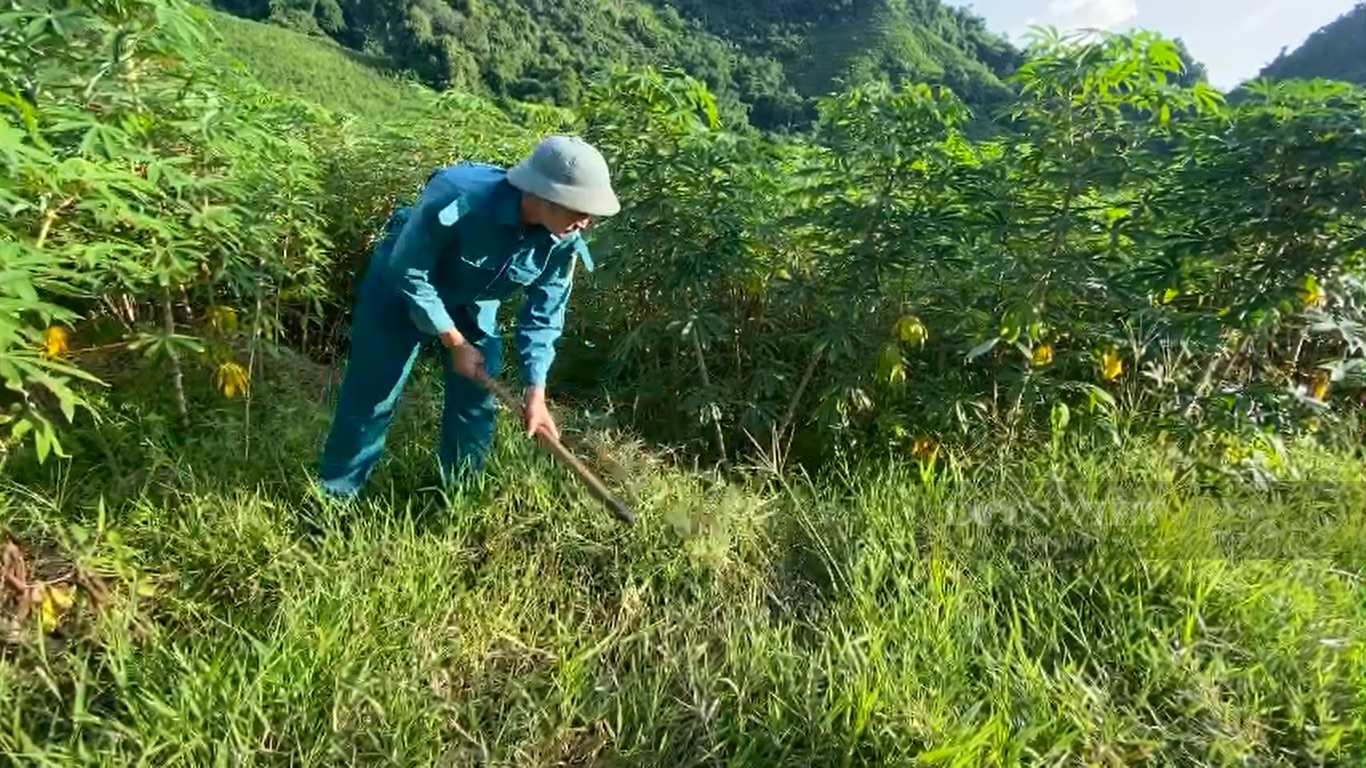 Nhờ trồng thứ cây lương thực này mà người dân vùng thấp Lai Châu thoát nghèo - Ảnh 4.