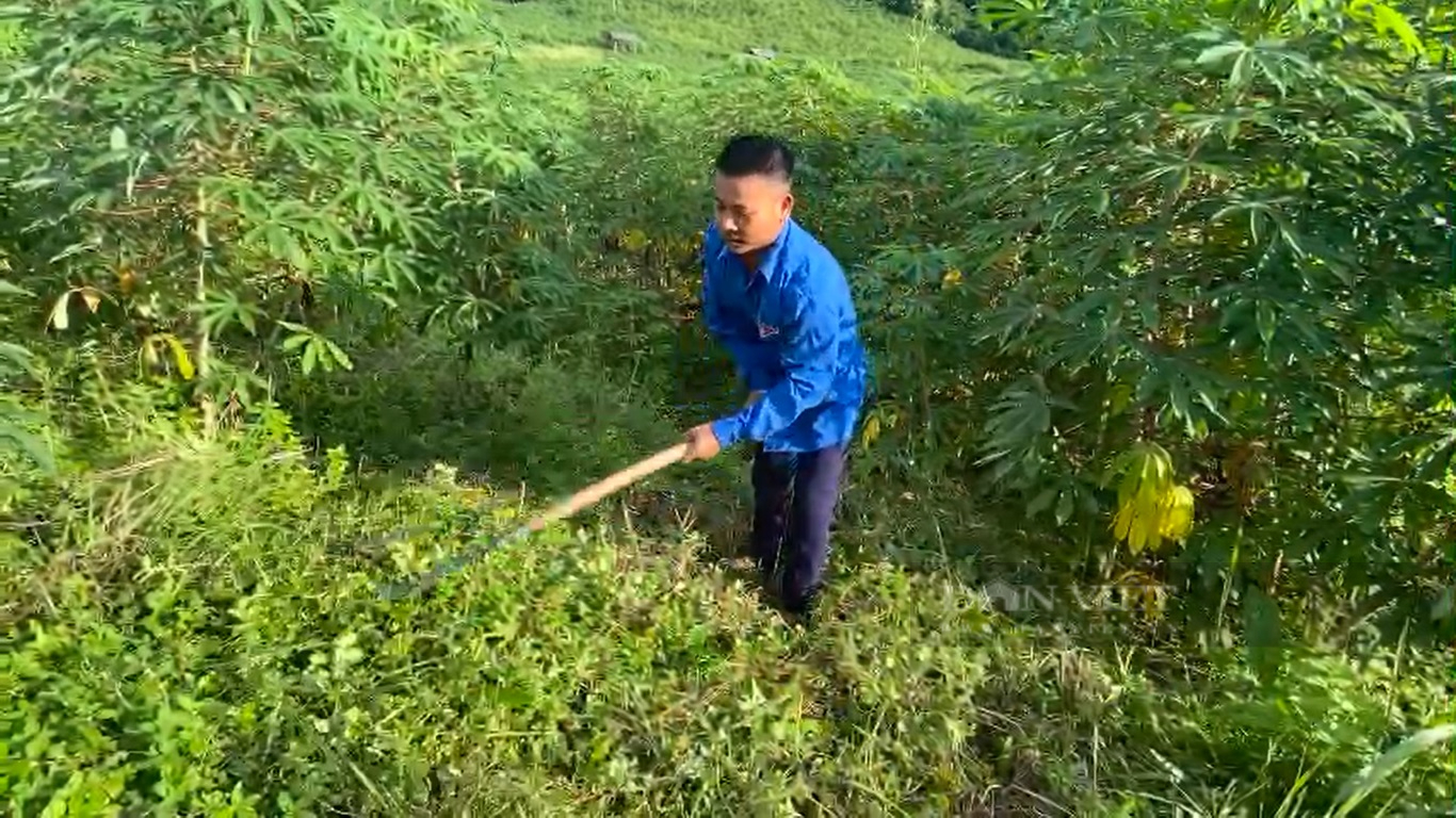 Nhờ trồng thứ cây lương thực này mà người dân vùng thấp Lai Châu thoát nghèo - Ảnh 3.