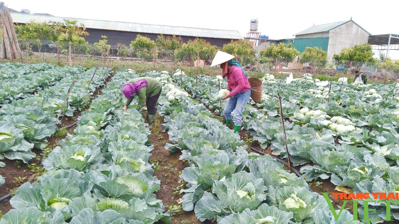 Sơn La: Khẳng định vai trò của Hội Nông dân trong phát triển kinh tế nông nghiệp - Ảnh 6.