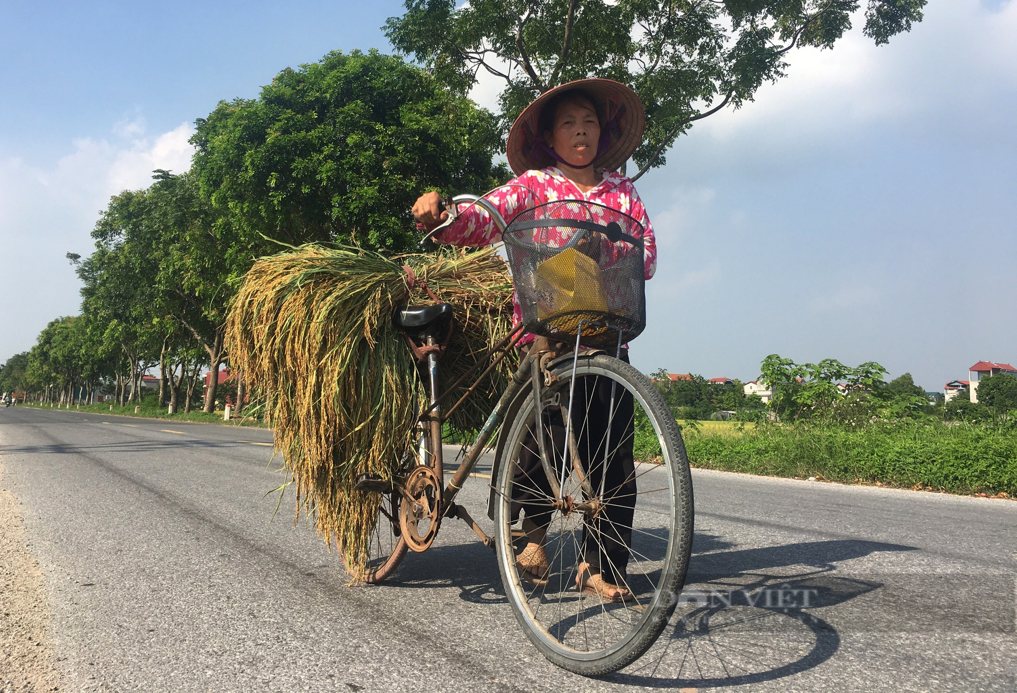 Mê mẩn trước vẻ đẹp mùa lúa chín ở ngoại thành Hà Nội - Ảnh 9.