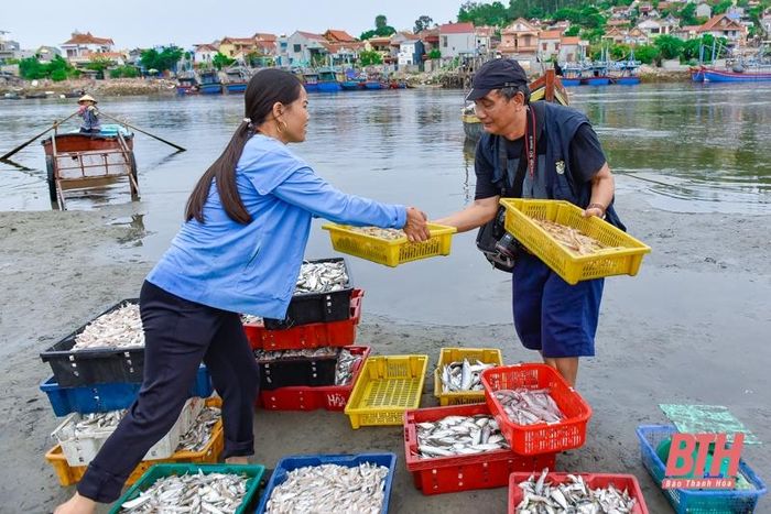 La liệt các loại tôm, cua, cá, mực,... tươi ngon ở chợ cá Hải Bình nằm bên cửa biển Lạch Bạng - Ảnh 9.