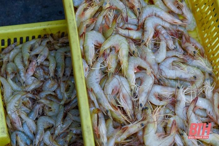 La liệt các loại tôm, cua, cá, mực,... tươi ngon ở chợ cá Hải Bình nằm bên cửa biển Lạch Bạng - Ảnh 7.