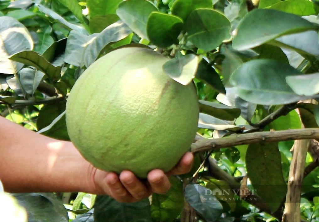 Trồng loại trái cây đặc sản theo kiểu “không giống ai”, ông nông dân ở TP.HCM thu tiền tỷ mỗi năm - Ảnh 4.