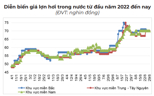 Giá lợn hơi vẫn tiếp tục giảm, nhiều lo lắng - Ảnh 2.