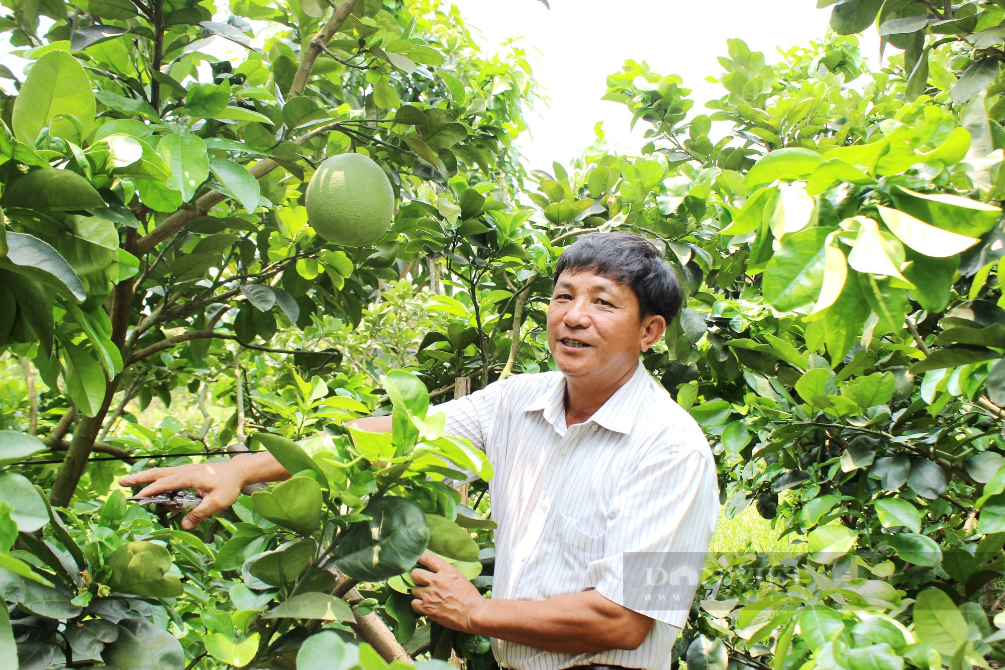 Trồng loại trái cây đặc sản theo kiểu “không giống ai”, ông nông dân ở TP.HCM thu tiền tỷ mỗi năm - Ảnh 5.