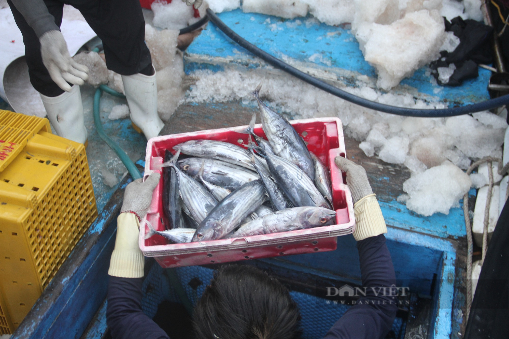 Hầm tàu cá ngư dân Bình Định “chật ních” cá ngừ sọc dưa, mỗi tàu chở hàng chục tấn cập bờ - Ảnh 5.