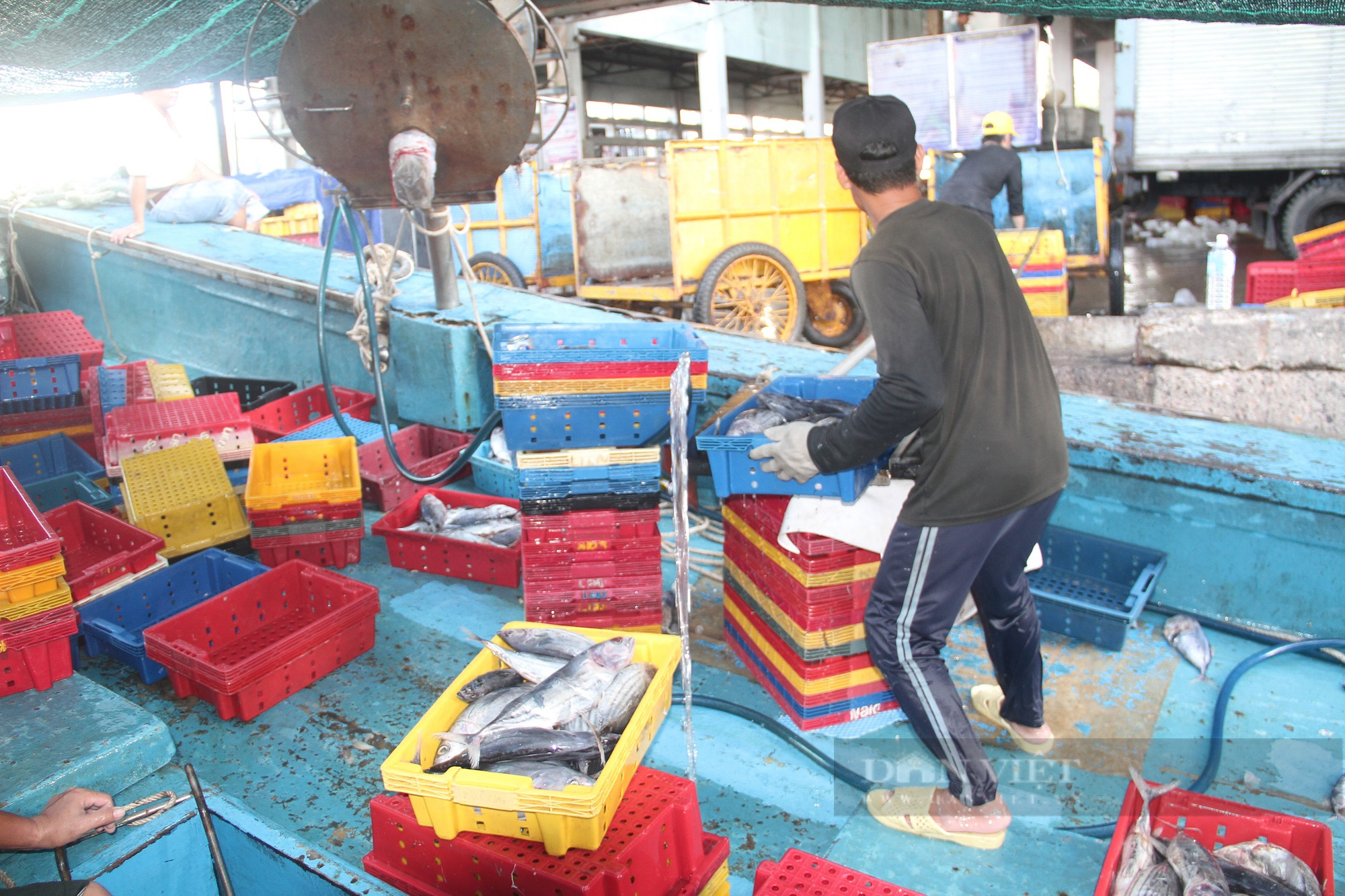 Hầm tàu cá ngư dân Bình Định “chật ních” cá ngừ sọc dưa, mỗi tàu chở hàng chục tấn cập bờ - Ảnh 6.