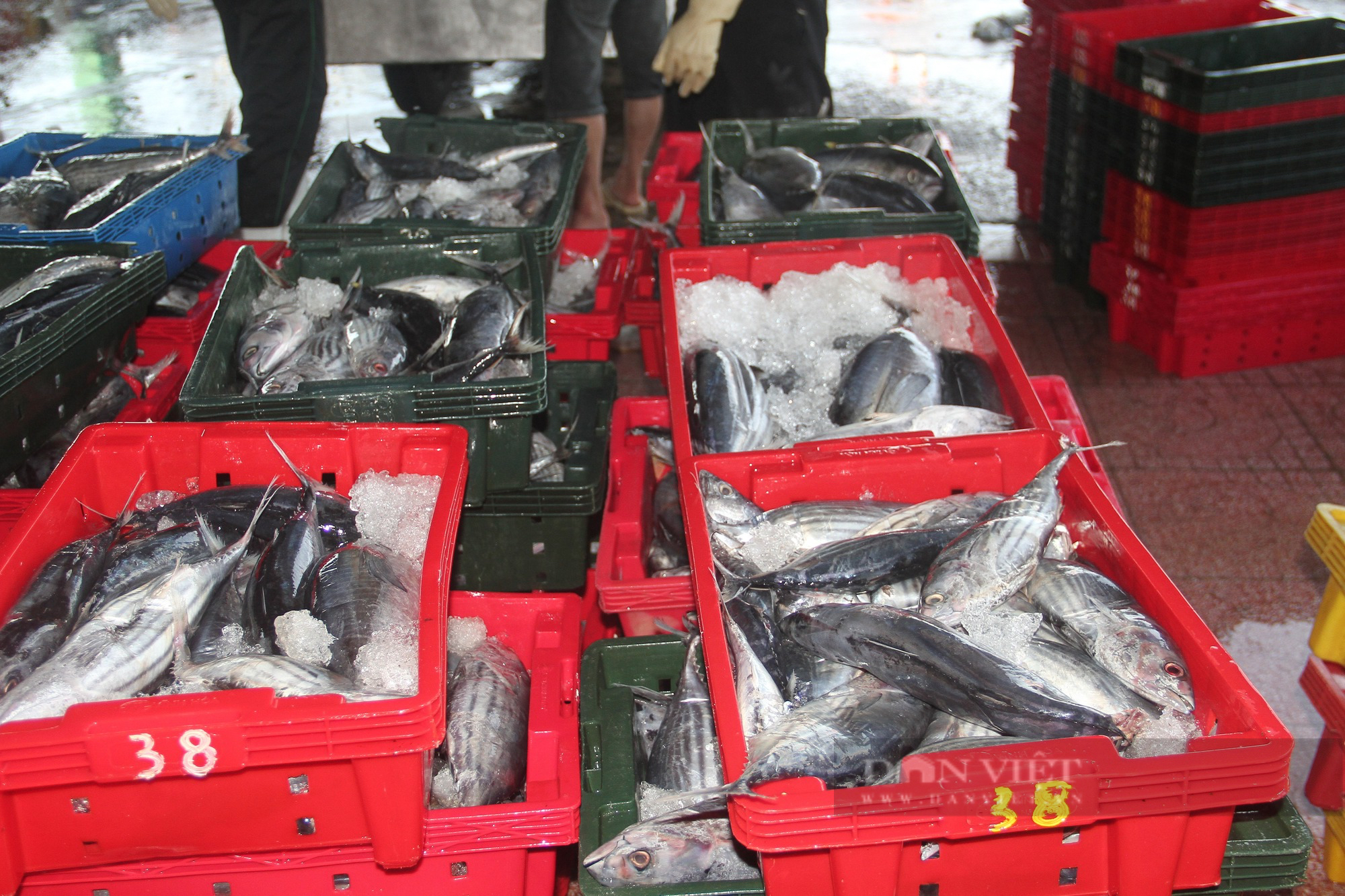 Hầm tàu cá ngư dân Bình Định “chật ních” cá ngừ sọc dưa, mỗi tàu chở hàng chục tấn cập bờ - Ảnh 7.