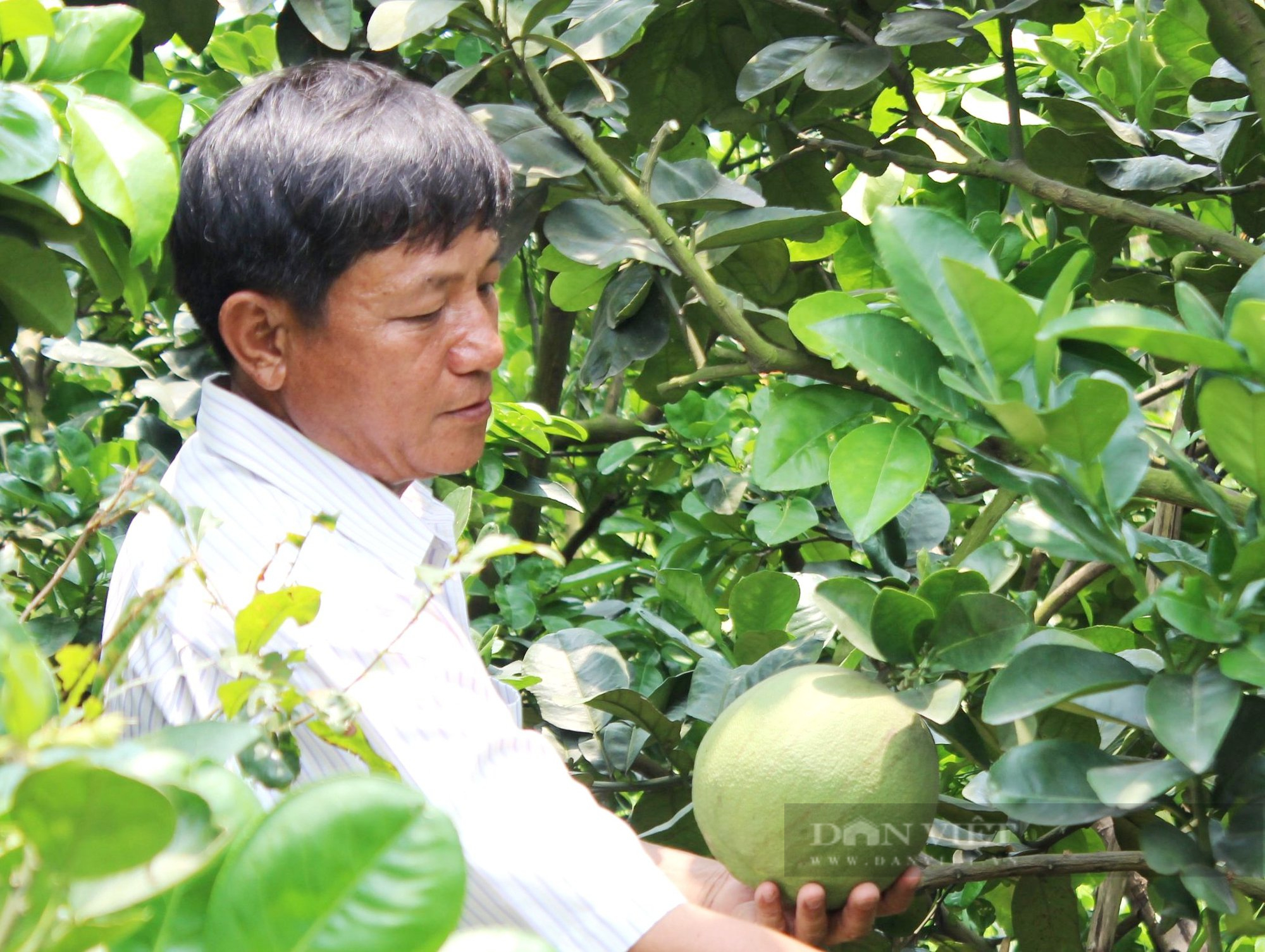 Trồng loại trái cây đặc sản theo kiểu “không giống ai”, ông nông dân ở TP.HCM thu tiền tỷ mỗi năm - Ảnh 1.
