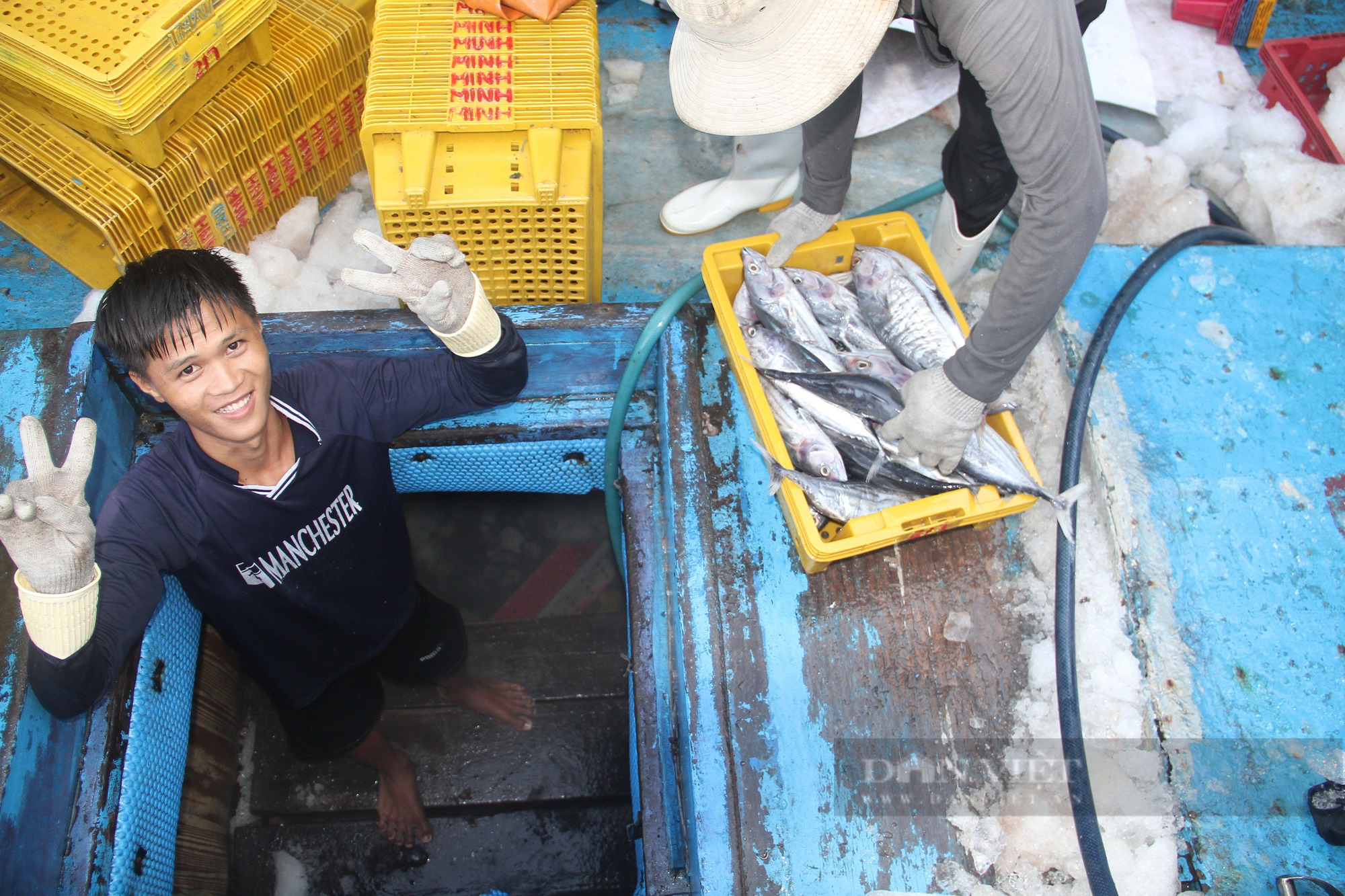 Hầm tàu cá ngư dân Bình Định “chật ních” cá ngừ sọc dưa, mỗi tàu chở hàng chục tấn cập bờ - Ảnh 10.