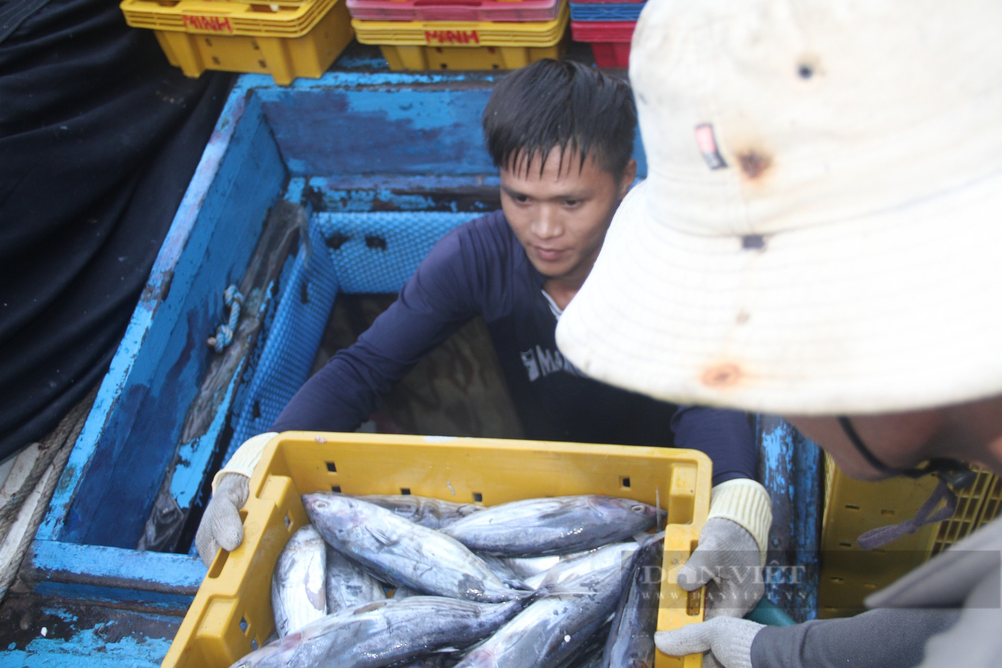 Hầm tàu cá ngư dân Bình Định “chật ních” cá ngừ sọc dưa, mỗi tàu chở hàng chục tấn cập bờ - Ảnh 13.