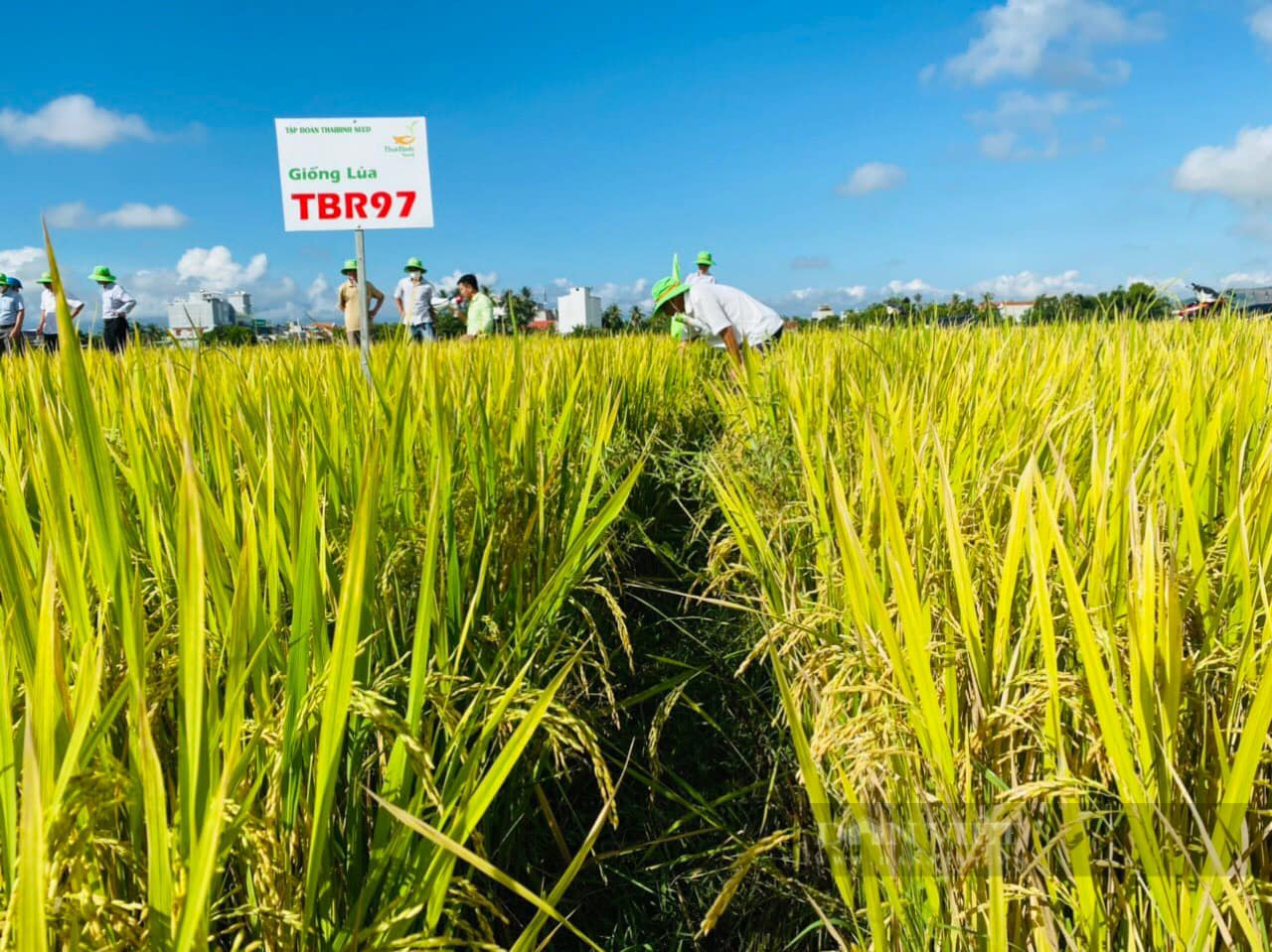 Giống lúa mới của ThaiBinh Seed tạo sức hút khi đến với xứ sở hoa vang - Ảnh 4.