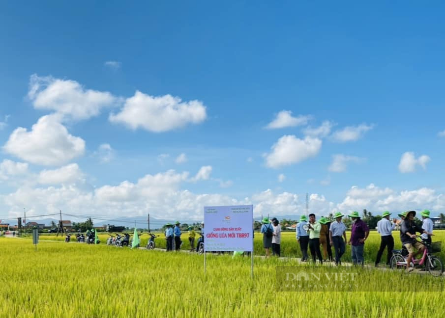 Giống lúa mới của ThaiBinh Seed tạo sức hút khi đến với xứ sở hoa vang - Ảnh 5.