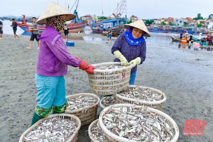 La liệt các loại tôm, cua, cá, mực,... tươi ngon ở chợ cá Hải Bình nằm bên cửa biển Lạch Bạng - Ảnh 6.