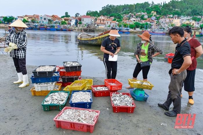 La liệt các loại tôm, cua, cá, mực,... tươi ngon ở chợ cá Hải Bình nằm bên cửa biển Lạch Bạng - Ảnh 3.