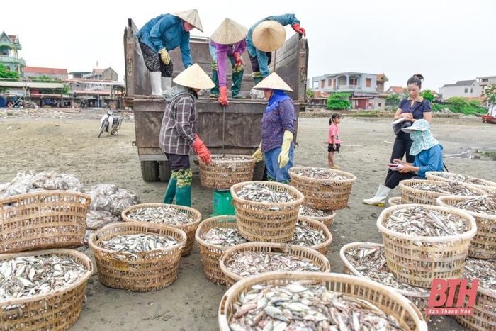 La liệt các loại tôm, cua, cá, mực,... tươi ngon ở chợ cá Hải Bình nằm bên cửa biển Lạch Bạng - Ảnh 10.
