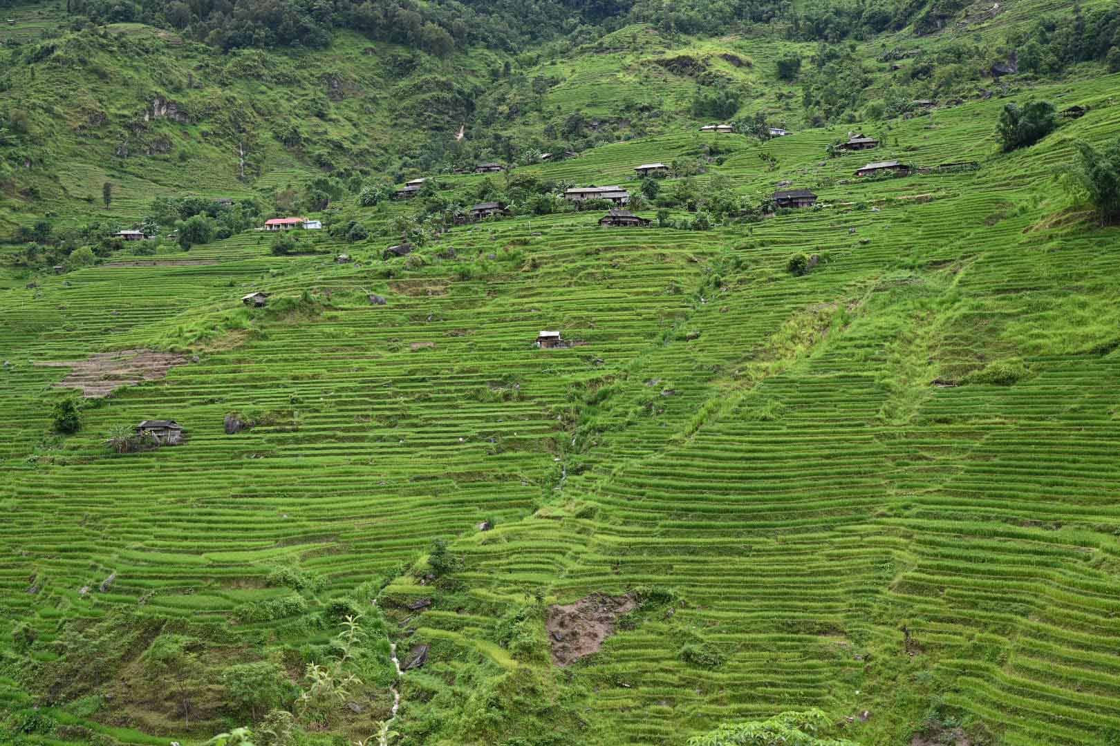 Ngắm ruộng bậc thang mờ ảo dưới màn mây ở Bản Phùng, Hà Giang - Ảnh 5.