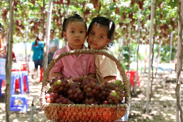 Ninh Thuân: Du lịch vườn nho tấp nập đón du khách dịp nghĩ lễ - Ảnh 4.