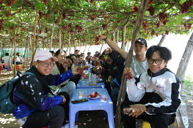 Ninh Thuân: Du lịch vườn nho tấp nập đón du khách dịp nghĩ lễ - Ảnh 1.