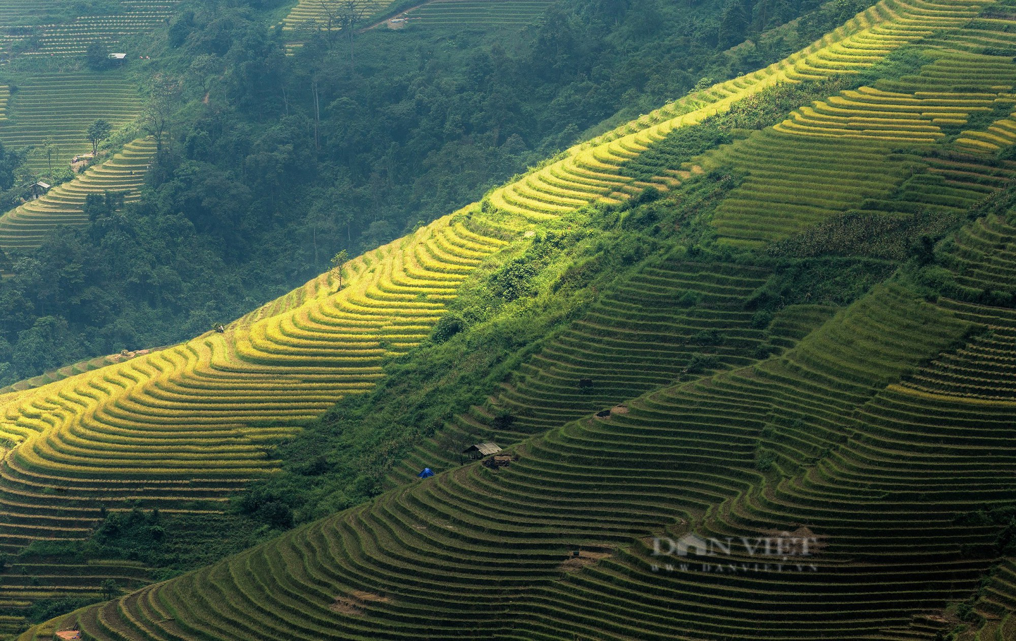 Những ngày này, ruộng bậc thang đang nhuộm vàng khắp Tây Bắc - Ảnh 1.