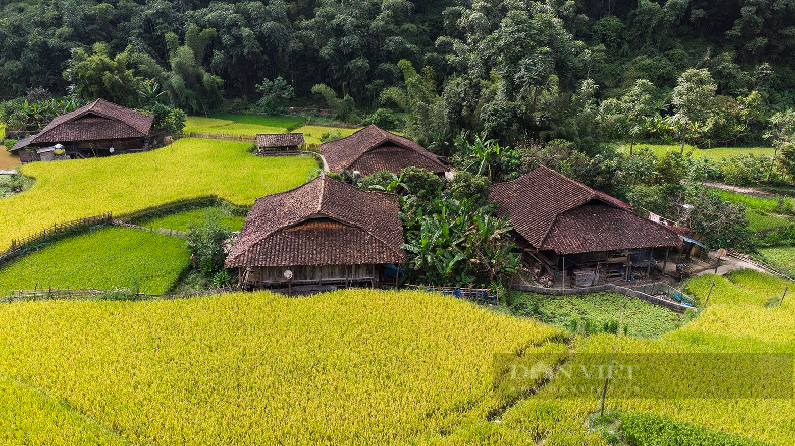 Những ngày này, ruộng bậc thang đang nhuộm vàng khắp Tây Bắc - Ảnh 12.