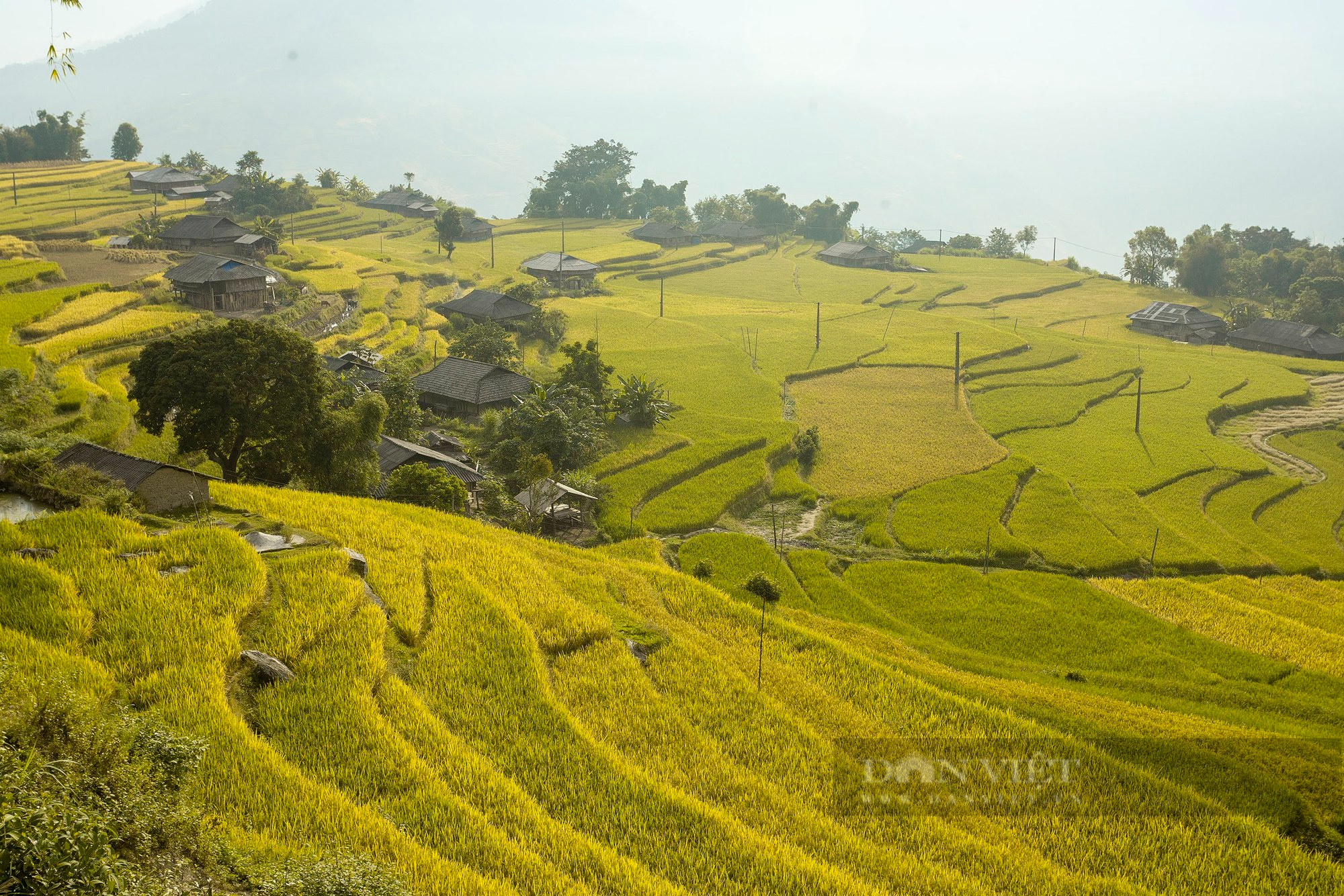 Những ngày này, ruộng bậc thang đang nhuộm vàng khắp Tây Bắc - Ảnh 2.