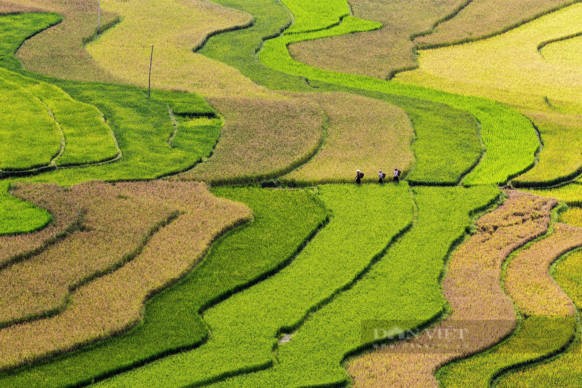 Những ngày này, ruộng bậc thang đang nhuộm vàng khắp Tây Bắc - Ảnh 4.